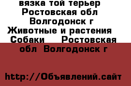 вязка той терьер - Ростовская обл., Волгодонск г. Животные и растения » Собаки   . Ростовская обл.,Волгодонск г.